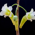 Dendrobium phillipsii