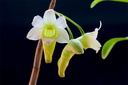 Dendrobium phillipsii