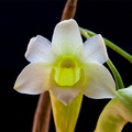 Dendrobium phillipsii