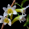 Dendrobium phillipsii