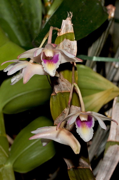 Dendrobium platygastrium