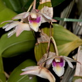 Dendrobium platygastrium