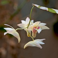 Dendrobium platygastrium