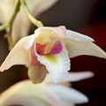 Dendrobium platygastrium