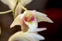 Dendrobium platygastrium