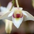 Dendrobium platygastrium