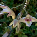 Dendrobium platygastrium