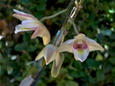 Dendrobium platygastrium