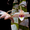 Dendrobium platygastrium