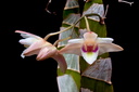 Dendrobium platygastrium