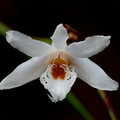 Dendrobium polytrichum