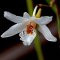 Dendrobium polytrichum