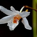 Dendrobium polytrichum