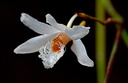 Dendrobium polytrichum