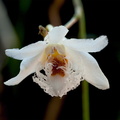 Dendrobium polytrichum