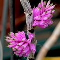 Dendrobium purpureum