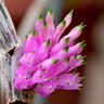 Dendrobium purpureum