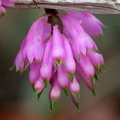 Dendrobium purpureum