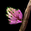 Dendrobium_purpureum4.jpg