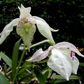 Dendrobium rhodostictum