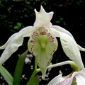 Dendrobium rhodostictum