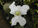 Dendrobium sanderae