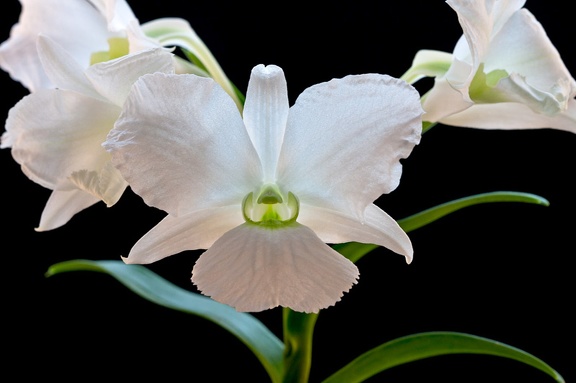 Dendrobium sanderae var. luzonica