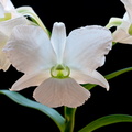 Dendrobium_sanderae_luzo2.jpg