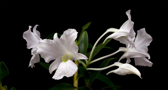 Dendrobium sanderae var. luzonica