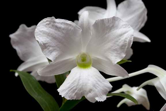 Dendrobium sanderae var. luzonica