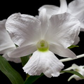 Dendrobium sanderae var. luzonica