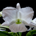 Dendrobium sanderae var. luzonica