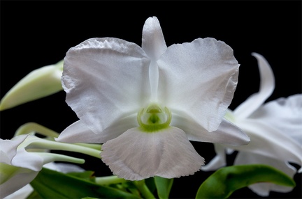 Dendrobium sanderae var. luzonica