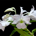 Dendrobium sanderae var. luzonica