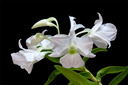 Dendrobium sanderae var. luzonica