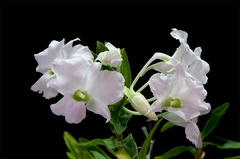 Dendrobium sanderae var. luzonica