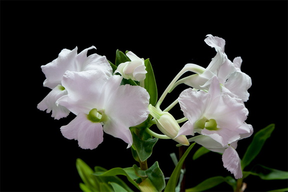 Dendrobium sanderae var. luzonica