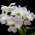 Dendrobium_sanderae_luzo8.jpg