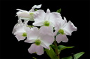 Dendrobium sanderae var. luzonica