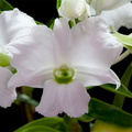 Dendrobium_sanderae_luzo9.jpg