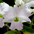 Dendrobium sanderae var. luzonica