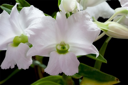 Dendrobium sanderae var. luzonica