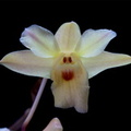 Dendrobium sanguinolentum