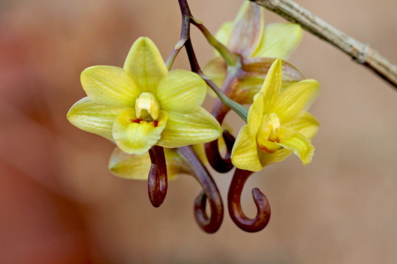 Dendrobium sarawakense