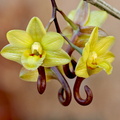 Dendrobium sarawakense