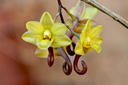 Dendrobium sarawakense