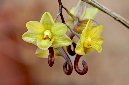 Dendrobium sarawakense