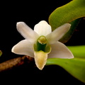 Dendrobium scabrilingue