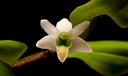 Dendrobium scabrilingue