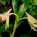 Dendrobium schrautii